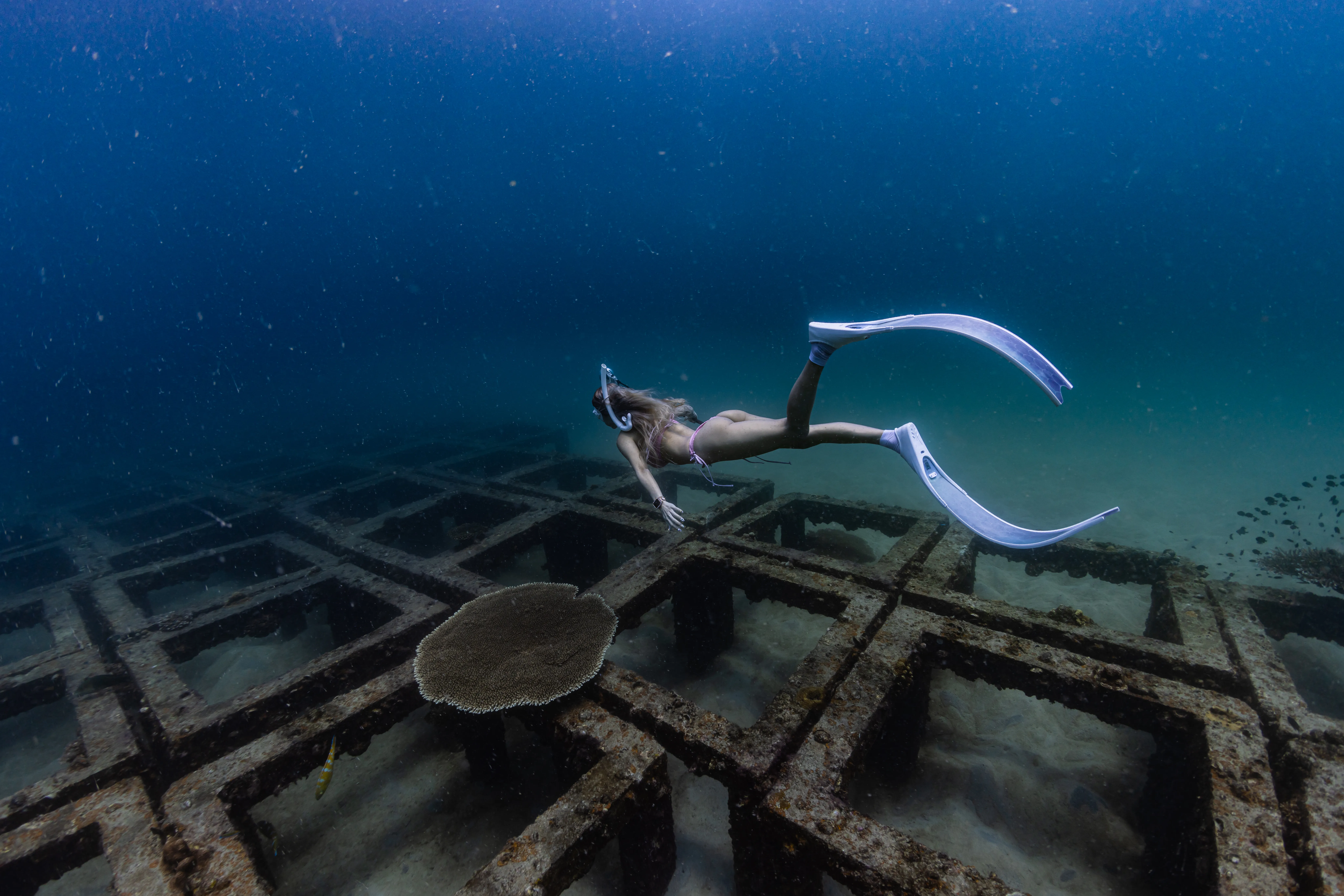 Koh Phangan freediving tour